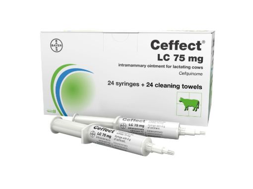 Ceffect, Цефект